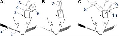 Optical Imaging-Based Guidance of Viral Microinjections and Insertion of a Laminar Electrophysiology Probe Into a Predetermined Barrel in Mouse Area S1BF